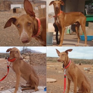 dingo c1 1396-106-14